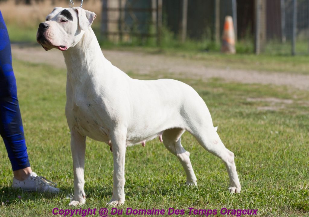 Les Dogo Argentino de l'affixe the Breeding Winner