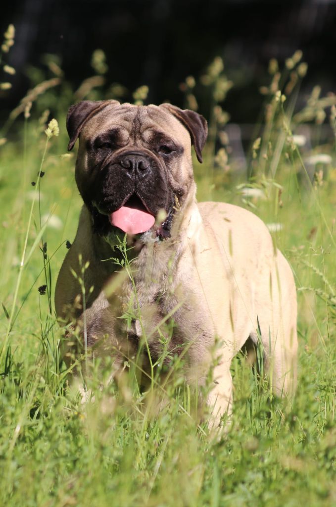 Bullheaven's v'cujo the Breeding Winner