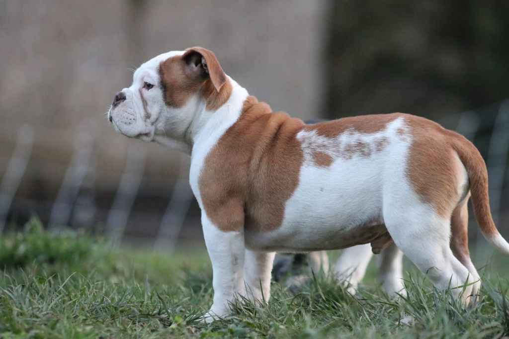 the Breeding Winner - Chiot disponible  - Bulldog continental