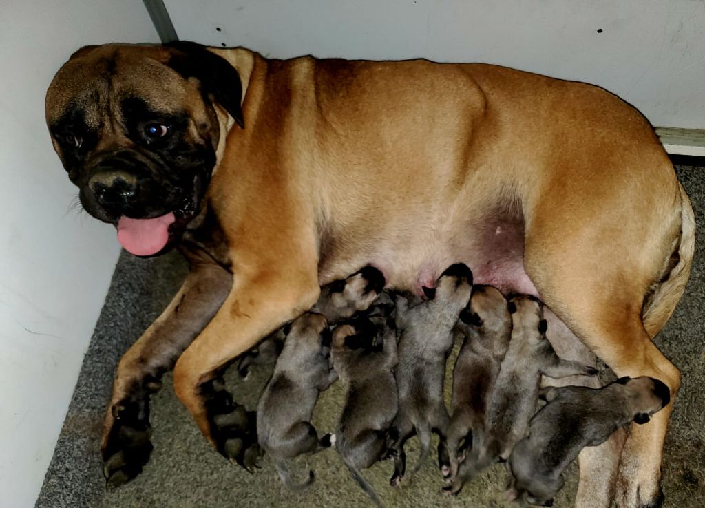 the Breeding Winner - Chiot disponible  - Bullmastiff