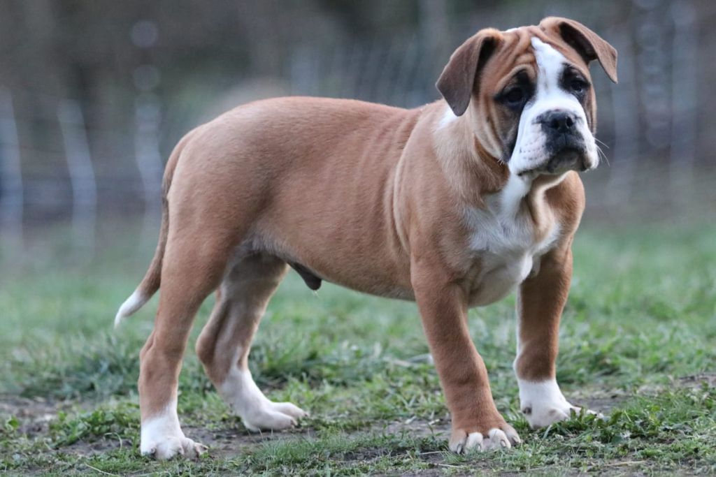the Breeding Winner - Chiot disponible  - Bulldog continental