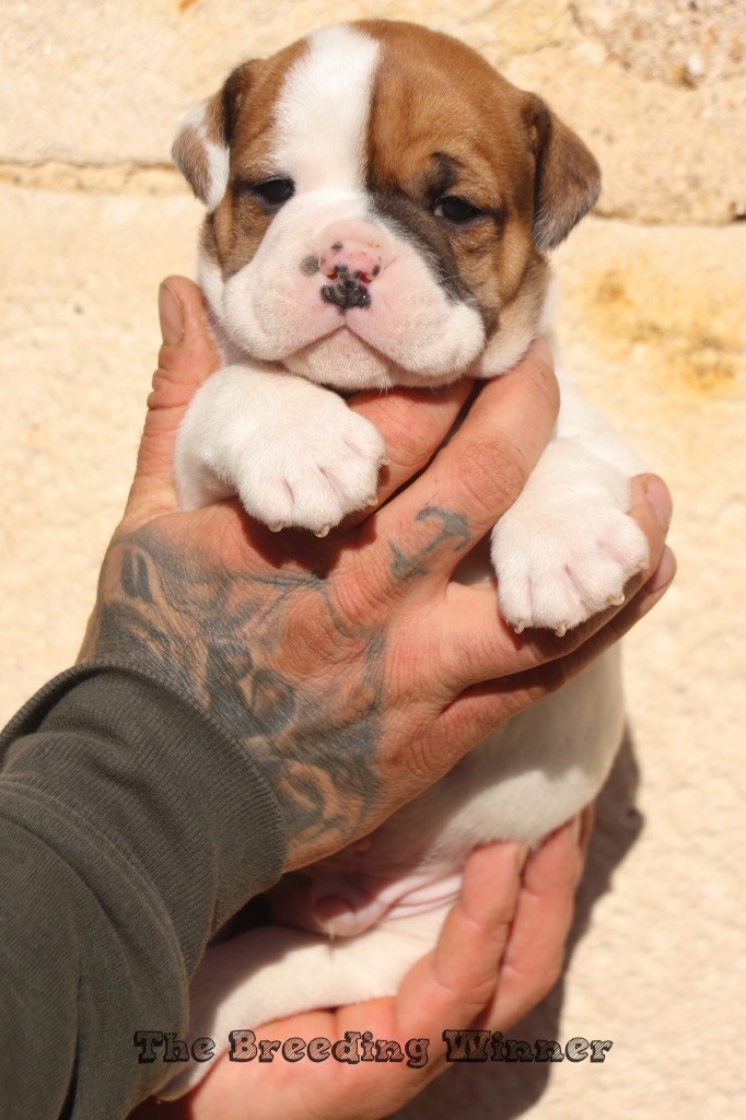 the Breeding Winner - Chiots disponibles - Bulldog continental